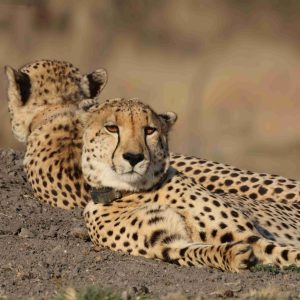 Sudafrica